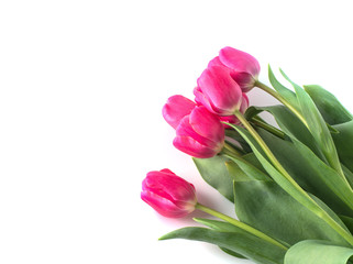 Obraz premium Pink tulip on white background.