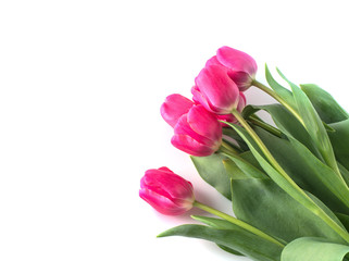 Pink tulip on white background.