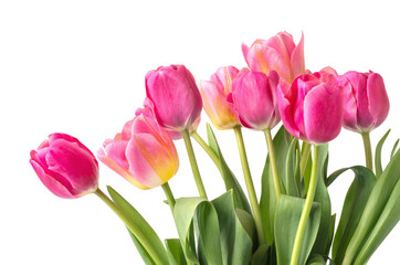 Fototapeta premium Pink tulip on white background.