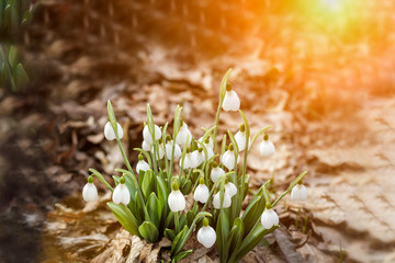 Snowdrop spring flowers. Delicate Snowdrop flower is one of the spring symbols telling us winter is leaving and we have warmer times ahead. Fresh green well complementing the white 