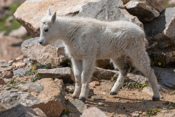 Fototapeta premium Cute Mountain Goat Kid in Summer