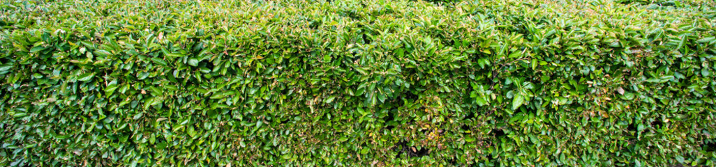 Fototapeta na wymiar Long surface of green hedge