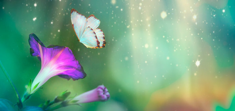 Beautiful blue butterfly and blossoming petinia in spring at Sunrise on blue and pink background macro. Amazing elegant artistic image nature in spring, flower and butterfly. Panoramic view.