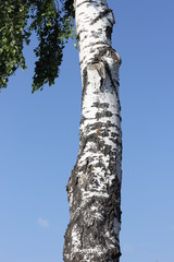 white trunk of a birch against the blue sky, color photo
