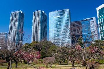 Obraz premium 浜離宮恩賜庭園 花木園