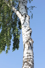 white trunk of a birch against the blue sky, color photo