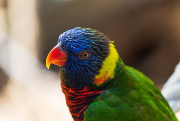 A friendly lorikeet