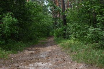 Fototapeta premium forest