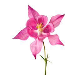 Pink flower of aquilegia or aquilegia vulgaris or akelei isolated on white. Image included clipping path