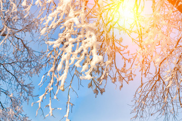 Winter nature landscape in frosty clear morning. Amazing snowy trees on shore of ice lake covered by snow in sunlight. Wonderful winter scene. Calm january. Hoarfrost on branches in december. Xmas