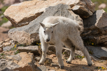 Obraz premium Cute Mountain Goat Kid in Summer