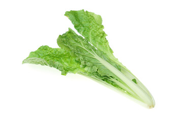 single young Chinese cabbage isolated on the white background