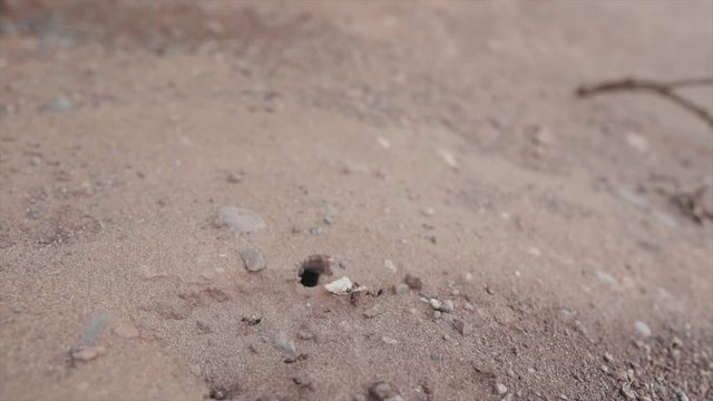 Ants trying to find a workaround | SLOW MOTION