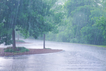 trees and heavy rain outdoor in summer thunderstorm