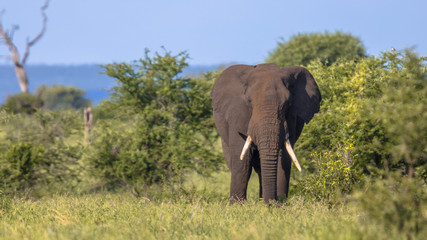 Obraz premium African Elephant walking in bushveld