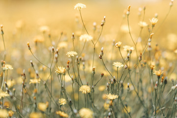 Fototapeta Daisy flower in the grass green shallow depth of field. Beautiful daisy flowers in nature. obraz