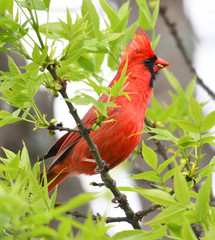 red cardinals standing on the spring green tree branch