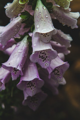 flower with water drops