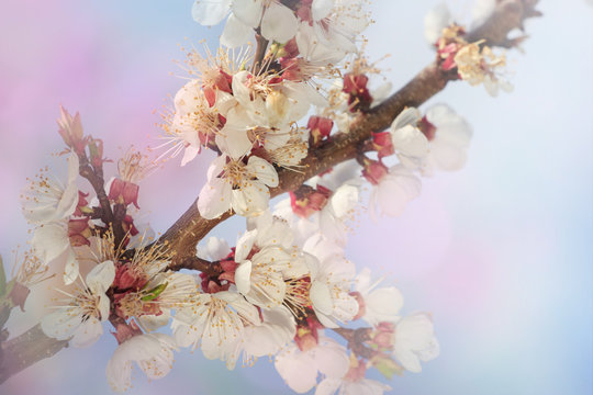 Pink almond bloosoming branch. Spring background