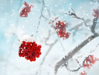 Naklejka na ściany i meble Red frozen rowan berries on snow. Winter background