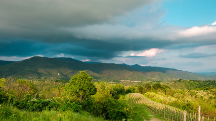 Evening storm in the vineyards