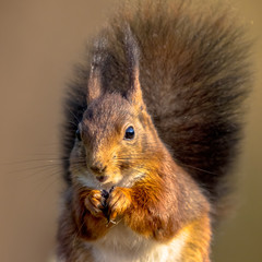 Red squirrel eating portrait