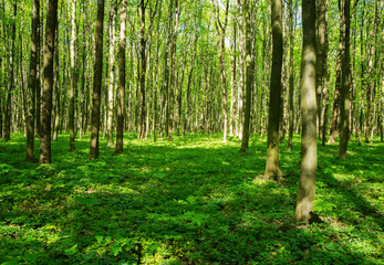beautiful green forest in spring