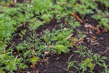 Fresh dill (Anethum graveolens) growing on the vegetable bed. Annual herb, family Apiaceae.  Growing fresh herbs. Green plants in the garden, ecological agriculture for producing healthy food concept