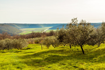 Fototapeta premium Olive trees in the croatian countryside