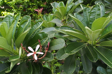 Temple tree flowers, Apocynaceae Frangipani or Plumeria 