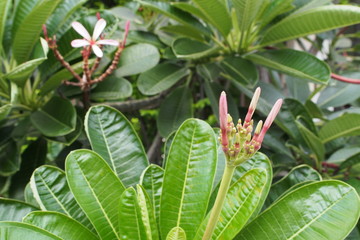 Temple tree flowers, Apocynaceae Frangipani or Plumeria 