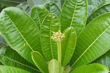Temple tree flowers, Apocynaceae Frangipani or Plumeria 