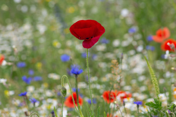 Obraz premium red poppy flowers in a field