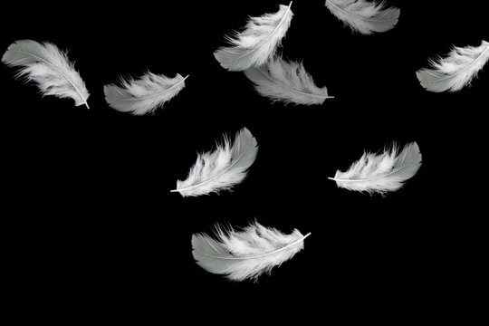 white feathers falling down in the air. isolated on black background.