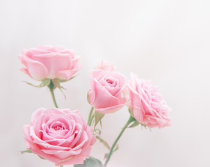Pink roses in soft color, Made with blur style for background