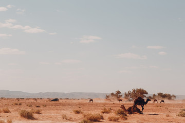 Fototapeta na wymiar Jeeps and camels in the desert. Safari concept.