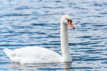 The white swan is swimming