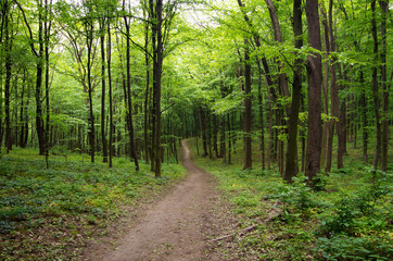 Fototapeta premium Path in spring green forest