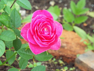 pink rose in garden