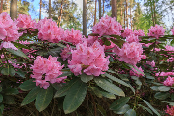 Pink rhododendron, lush bloom in the nursery of rhododenrons.