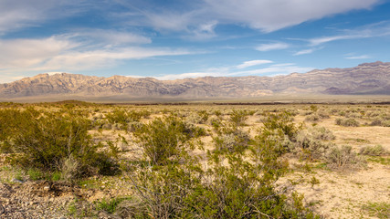 Scenic landscape of vegetation in the desert with mountains in background. California, USA