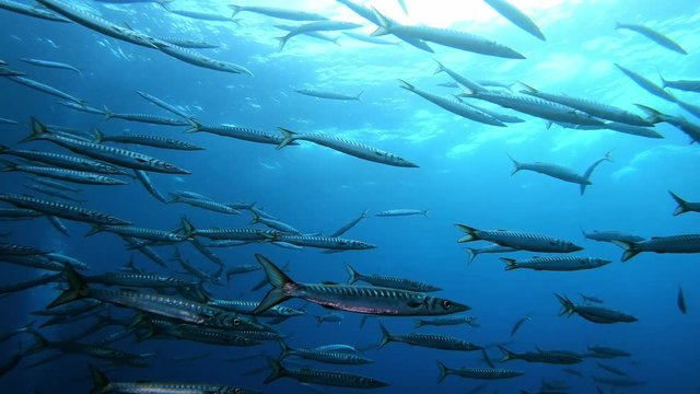 Scuba  diving surrounded of a school of barracudas - Mediterranean sea wildlife