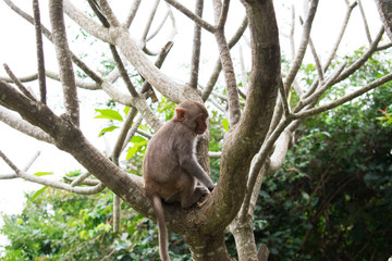 DA NANG SCENERY - Linh Ung Temple - Mokeys