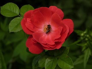  prekrosnye roses bloom in the night of summer in the spanking