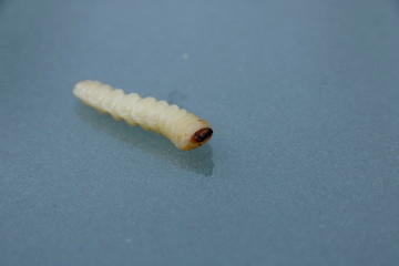 Holzwurm, gemeiner Nagerkäfer