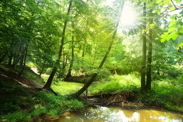 Obraz premium Landschaft 736