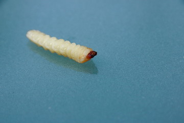 Holzwurm, gemeiner Nagerkäfer