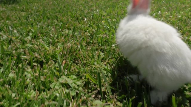 White rabbit runs on the green grass. Little rabbit in the garden. White hare close-up. Rabbit resting on the grass.