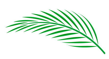 coconut palm leaf isolated on white background, coconut stem, clip art of plam tree leaf green, cycad leaf illustration simple, part of coconut palm leaf for graphic pattern