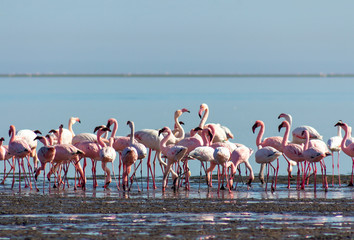 Naklejka premium group of pink flamingos in the blue lagoon on a sunny day 